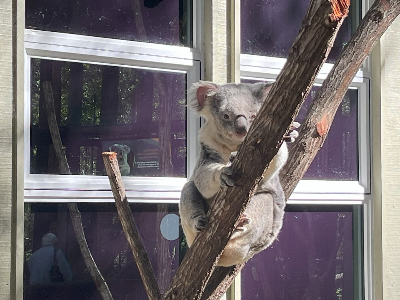 Members & guests enjoyed a visit to the Daisy Hill Koala Reserve during a day bus trip in July 2025