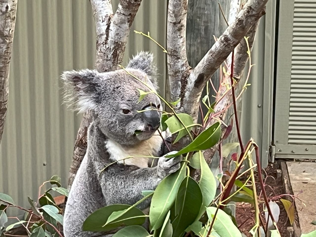Members & guests enjoyed a visit to the Daisy Hill Koala Reserve during a day bus trip in July 2025