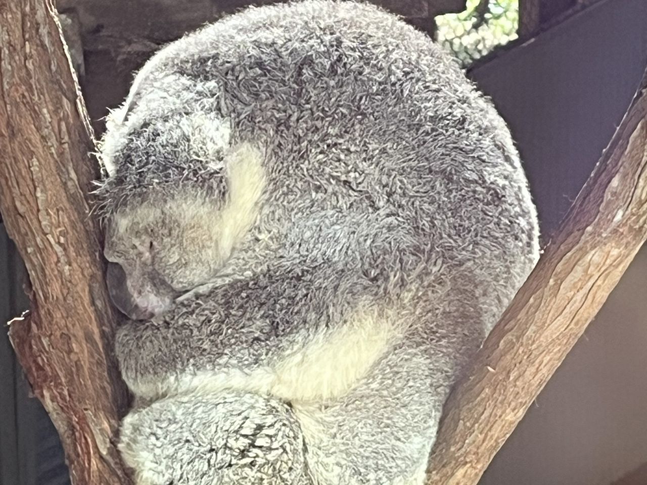 Members & guests enjoyed a visit to the Daisy Hill Koala Reserve during a day bus trip in July 2025