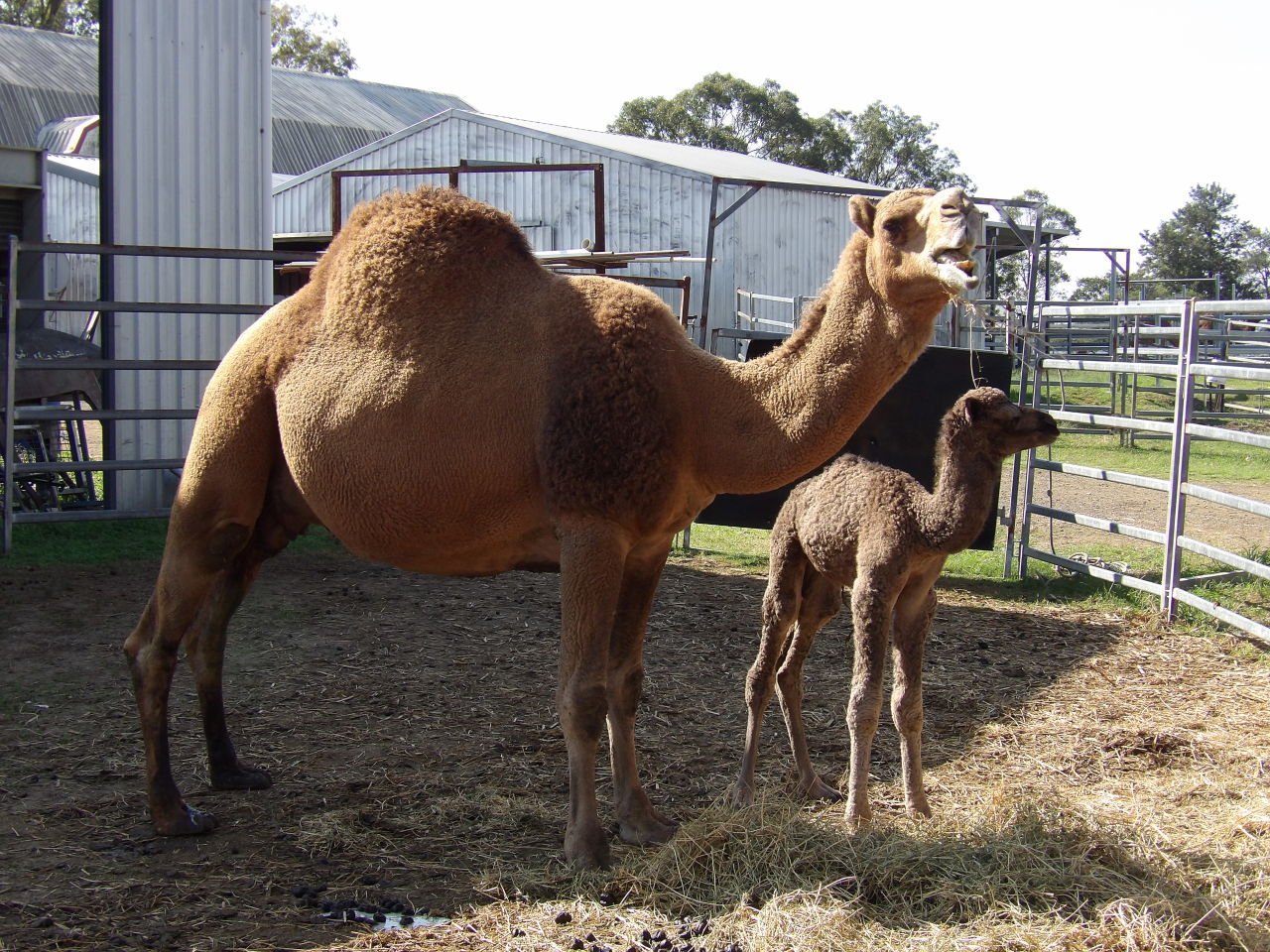 Camel Farm Harrisville