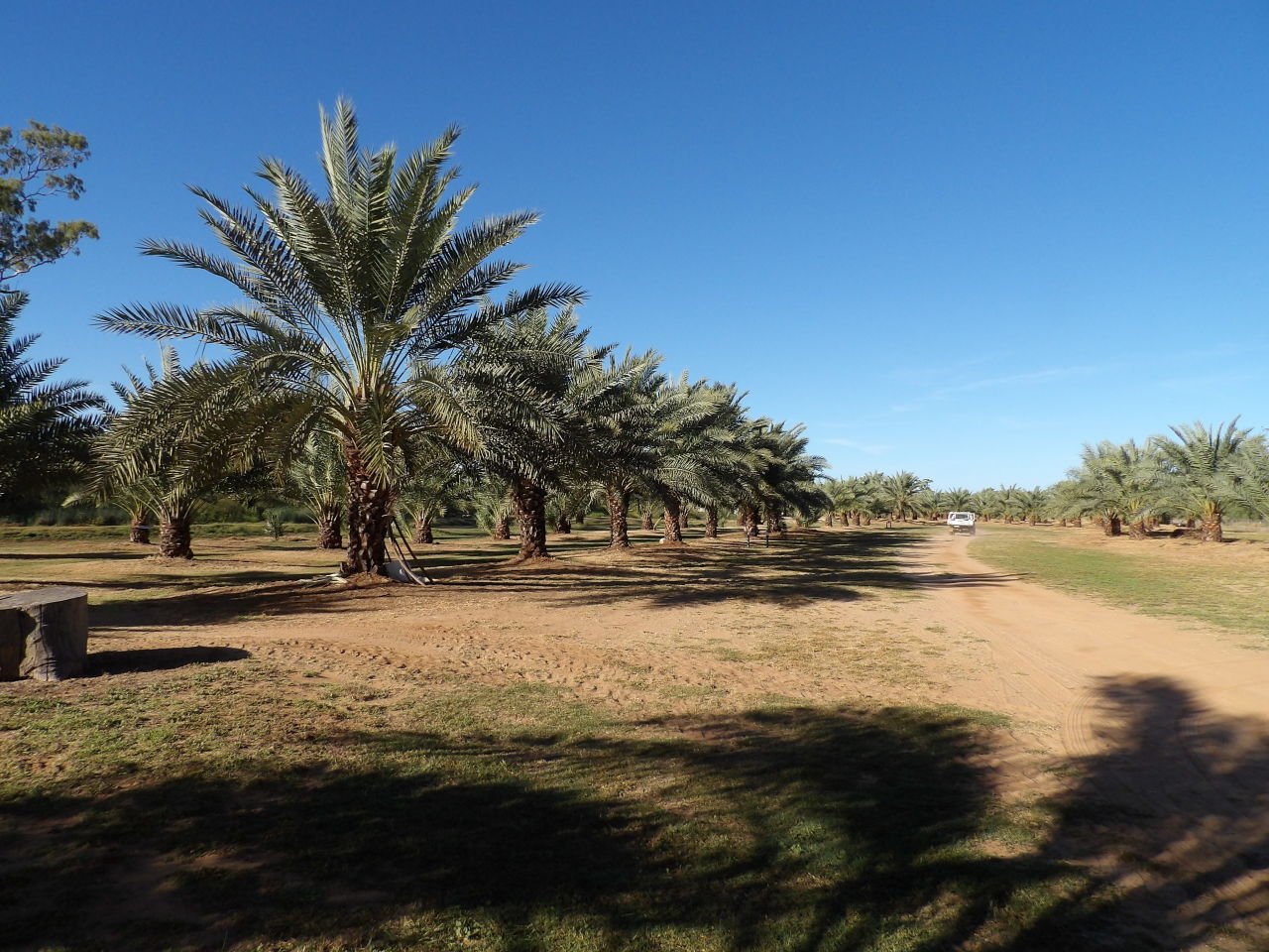 Date Farm Charleville