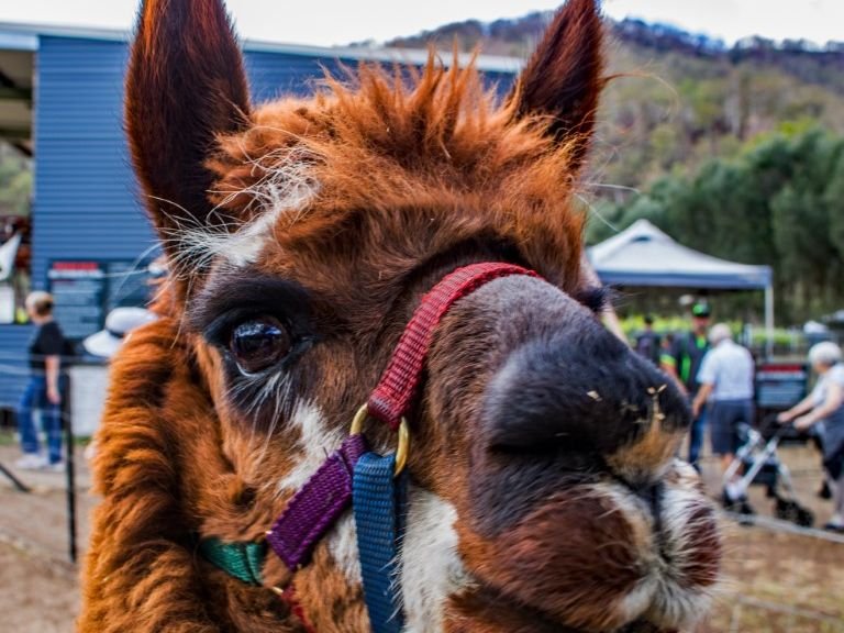 Alpaca Farm - October 2019