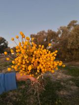 Outback Gardens & Botanical Trail ex Brisbane 