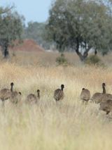 Threatened Species Birdwatching Tour ex Brisbane