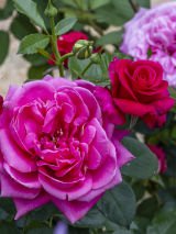 Queensland Outback Garden Trail