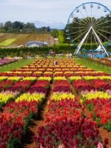Melbourne & Ballarat Kabloom