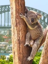 Sydney Australia Day Experience