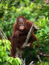 Sabah North Borneo & Kuala Lumpur