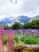 New Zealand South Island Escorted Tour