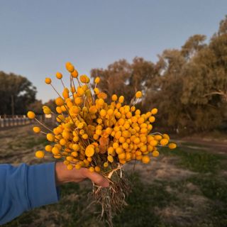 Outback Gardens & Botanical Trail ex Brisbane 