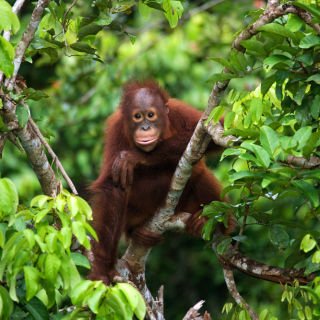 Sabah North Borneo & Kuala Lumpur