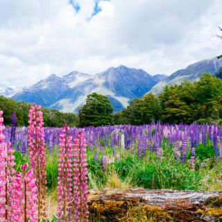 New Zealand South Island Escorted Tour