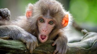 ‘Drunk monkey’ clue to human drinking