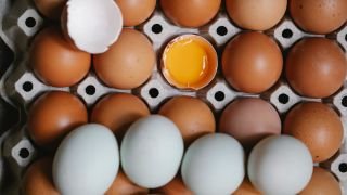 Eggsactly what you need?