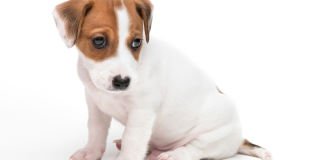 Pets mean more to us than health and independence