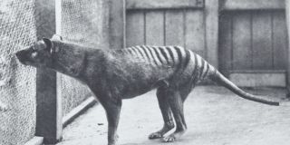 Species face the fate of the thylacine