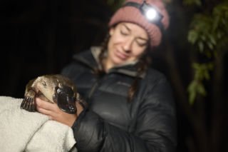 Platypuses return to Sydney