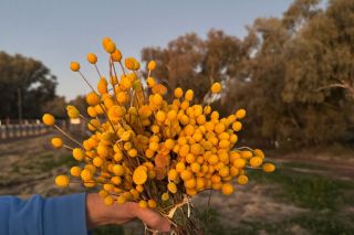 Outback Gardens & Botanical Trail ex Brisbane 