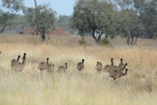 Threatened Species Birdwatching Tour ex Brisbane