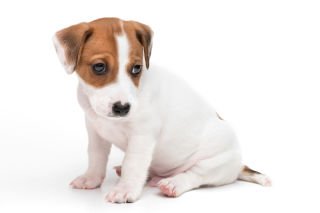 Pets mean more to us than health and independence