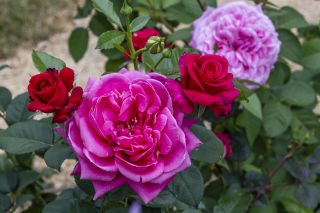 Queensland Outback Garden Trail