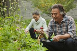 Growing Plants, Growing People: Older volunteers in botanic gardens
