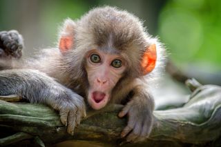 ‘Drunk monkey’ clue to human drinking
