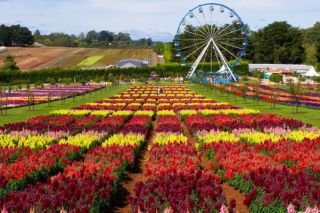 Melbourne & Ballarat Kabloom