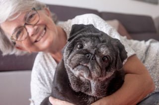 How to stave off canine dementia