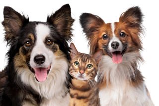 How to take pet portraits you can frame