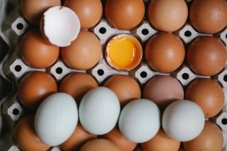 Eggsactly what you need?