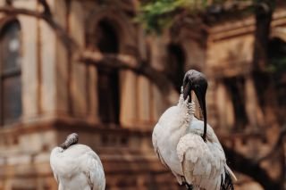 How you can help save Aussie nicknames