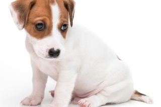 Making a will protects our precious pets