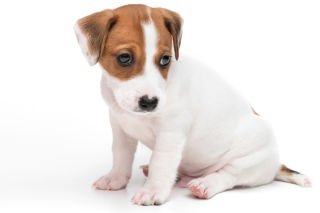 Ethical, Altruistic, and Self-Transcendent Meanings of Pets to Older People