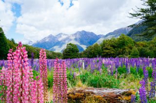 New Zealand South Island Escorted Tour