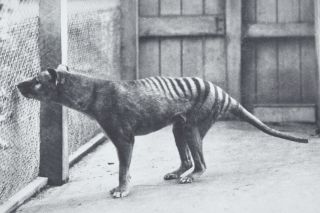 Species face the fate of the thylacine