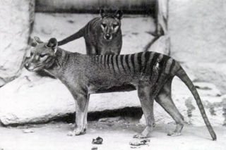 Species face the fate of the thylacine