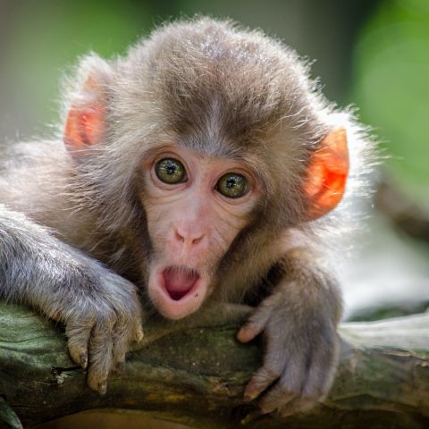 ‘Drunk monkey’ clue to human drinking