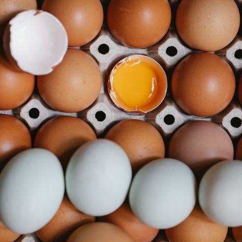 Eggsactly what you need?