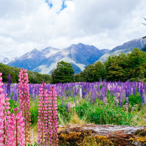 New Zealand South Island Escorted Tour