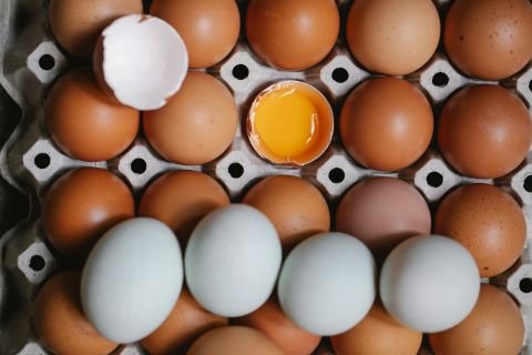Eggsactly what you need?