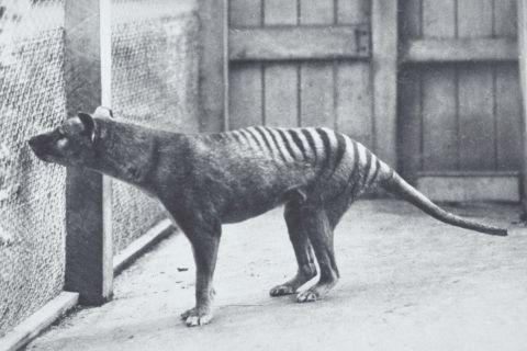Species face the fate of the thylacine