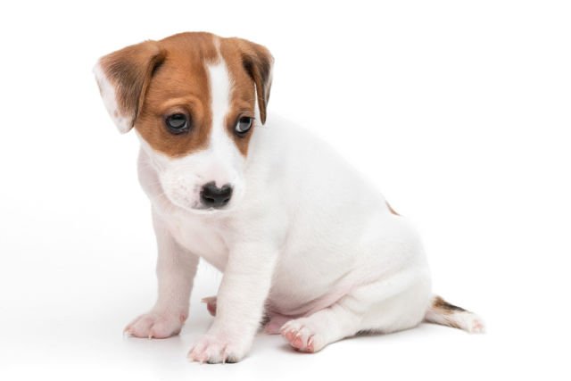 Pets mean more to us than health and independence